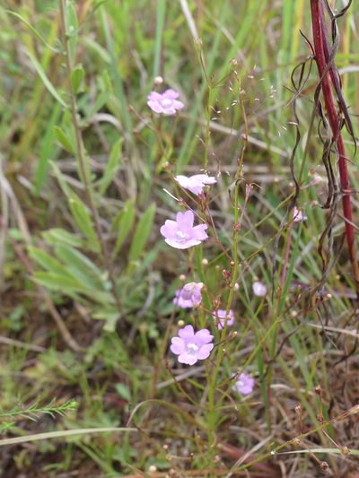 Agalinis decemloba, photographed by botanygirl