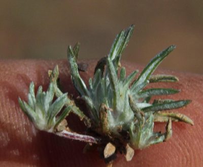 Ifloga glomerata, photographed by Tony Rebelo