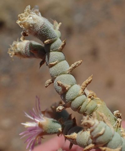 Mesembryanthemum articulatum, photographed by Nicola van Berkel