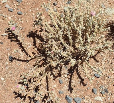 Mesembryanthemum articulatum, photographed by Nicola van Berkel