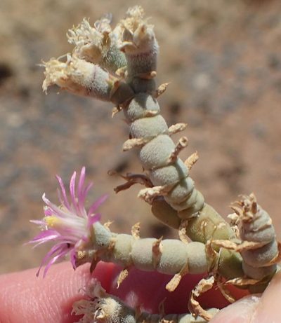 Mesembryanthemum articulatum, photographed by Nicola van Berkel