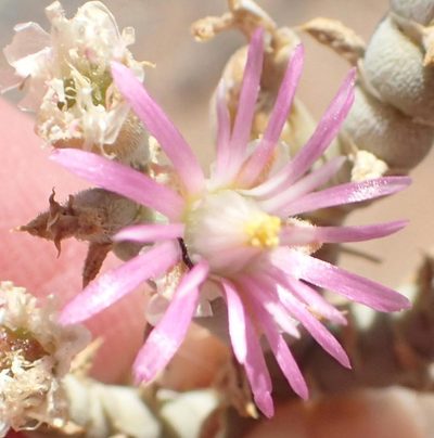Mesembryanthemum articulatum, photographed by Nicola van Berkel