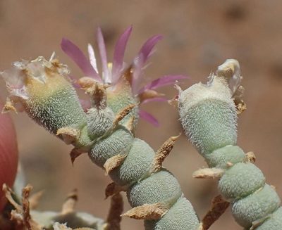 Mesembryanthemum articulatum, photographed by Nicola van Berkel