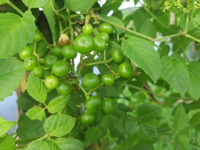 Causonis trifolia