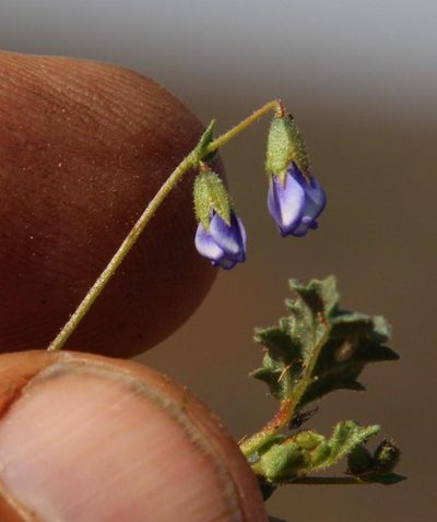 Hermannia cernua, photographed by Tony Rebelo