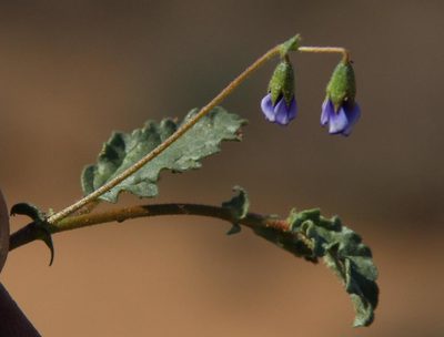 Hermannia cernua, photographed by Tony Rebelo