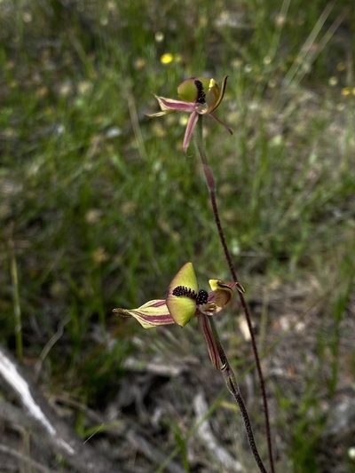 Caladenia doutchiae, photographed by John Van Den Nouwelant