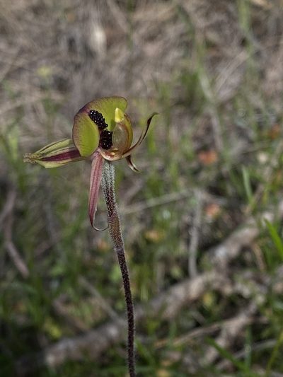 Caladenia doutchiae, photographed by John Van Den Nouwelant