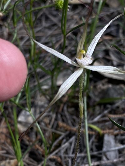 Caladenia horistes, photographed by John Van Den Nouwelant