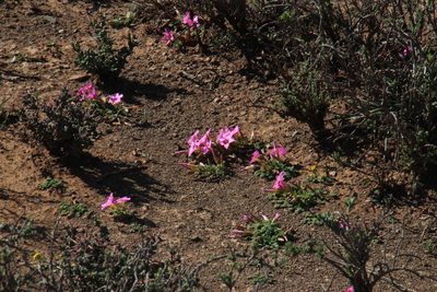 Oxalis fergusoniae, photographed by Tony Rebelo