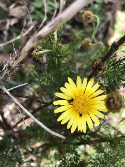 Ursinia scariosa, photographed by Caroline Voget