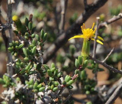 Senecio acutifolius, photographed by Tony Rebelo