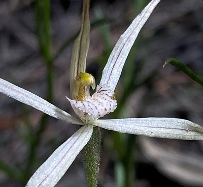 Caladenia horistes, photographed by John Van Den Nouwelant