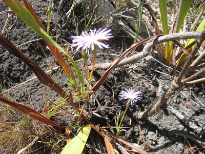 Erepsia aspera, photographed by jillblignaut