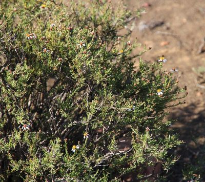 Phymaspermum parvifolium, photographed by Tony Rebelo