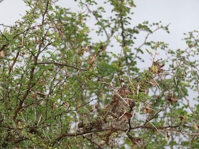 Vachellia exuvialis, photographed by Tony Rebelo