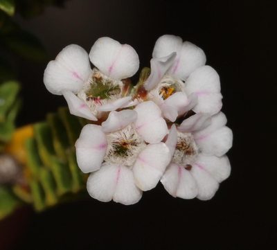 Euchaetis meridionalis, photographed by Brian du Preez
