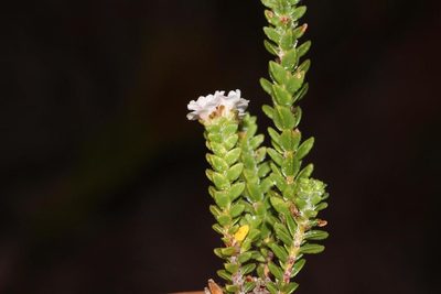 Euchaetis meridionalis, photographed by Brian du Preez