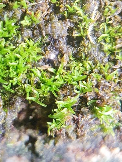 Gyroweisia tenuis, photographed by Jonathan Hughes