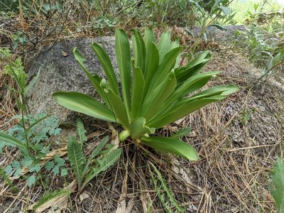 Frasera speciosa, photographed by Zac Peterson