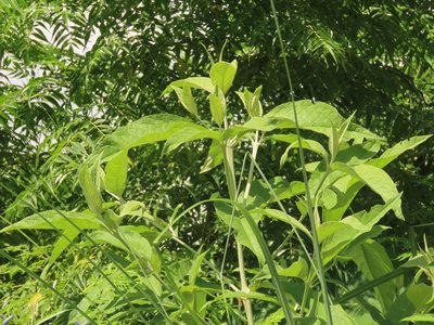 Buddleja asiatica, photographed by chiuluan