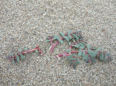 Euphorbia peplis, photographed by Ben Costamagna