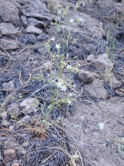 Aliciella pinnatifida, photographed by Craig Martin
