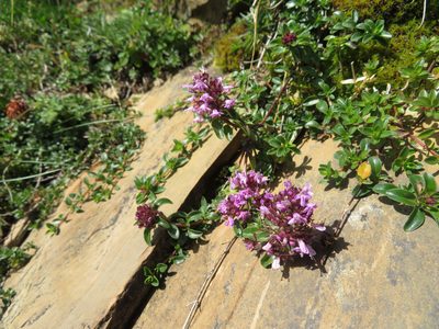 Thymus praecox, photographed by Marco Mussita