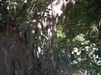 Ficus drupacea, photographed by Dinesh Valke