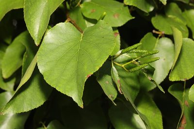 Alnus cordata, photographed by Stephen James McWilliam