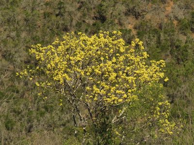 Ptaeroxylon obliquum, photographed by Christiaan Viljoen