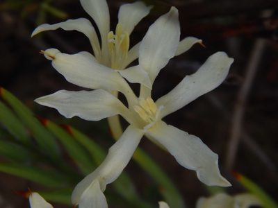 Babiana tubiflora, photographed by melda
