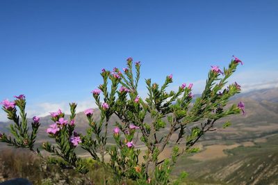 Acmadenia maculata, photographed by Di Turner