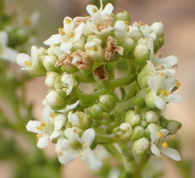 Selago myriophylla, photographed by Nicola van Berkel