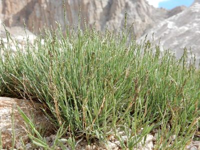 Muhlenbergia richardsonis, photographed by Matt Lavin