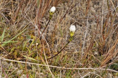 Gentianella serotina, photographed by Pieter Pelser
