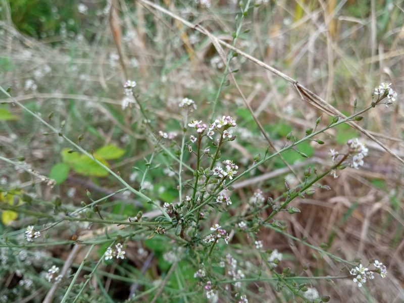 Lepidium graminifolium, photographed by Josep Gesti