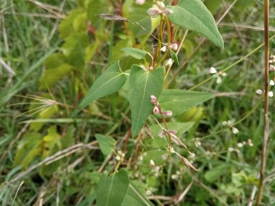 Fallopia convolvulus, photographed by Josep Gesti