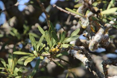 Boscia oleoides, photographed by Tony Rebelo