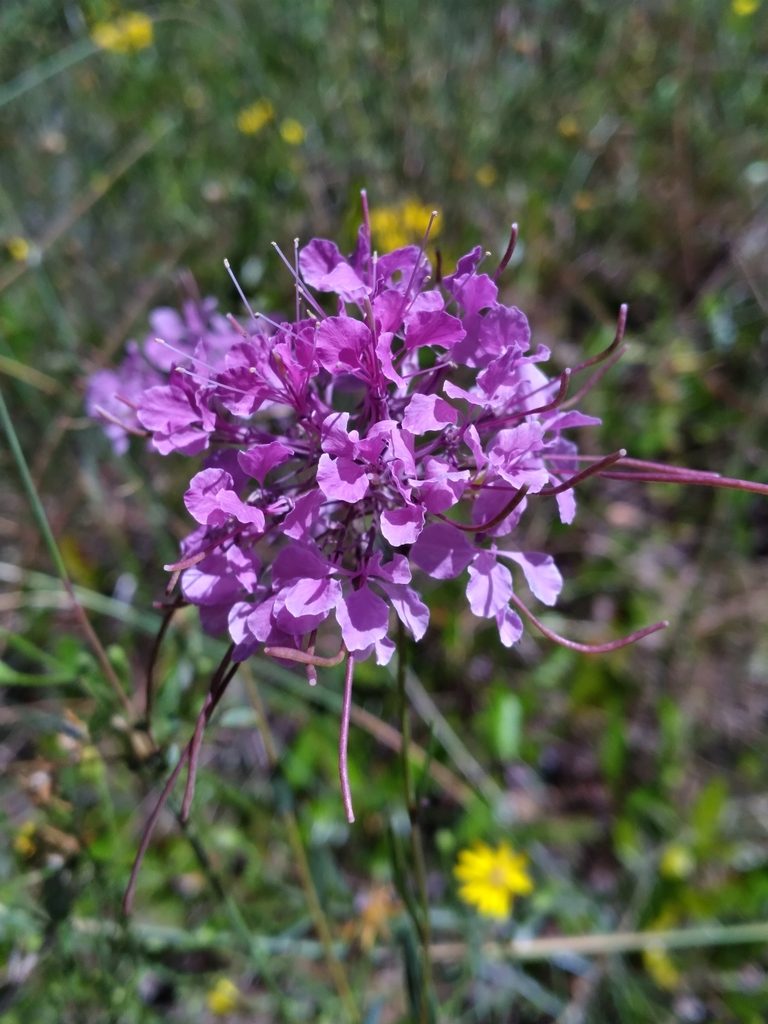 Warea sessilifolia, photographed by Scott Ward