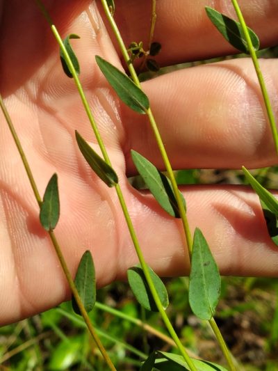 Warea sessilifolia, photographed by Scott Ward