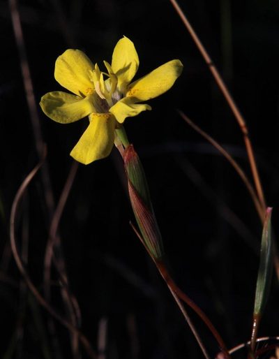 Moraea elsiae, photographed by Tony Rebelo