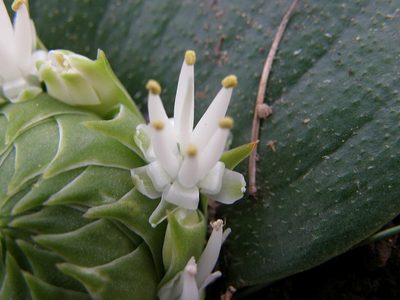 Massonia setulosa, photographed by Klaus Wehrlin