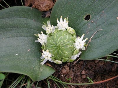 Massonia setulosa, photographed by Klaus Wehrlin