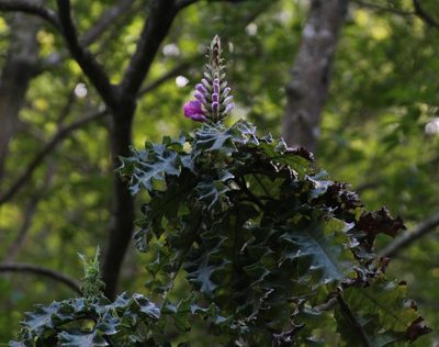 Acanthus polystachyus, photographed by Tony Rebelo
