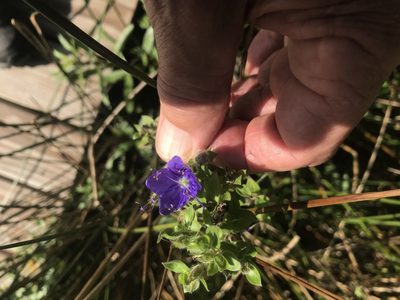 Hydrolea ovata, photographed by jim isleib