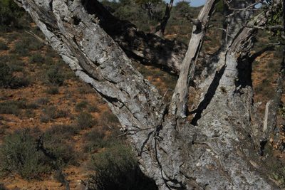 Boscia oleoides, photographed by Tony Rebelo