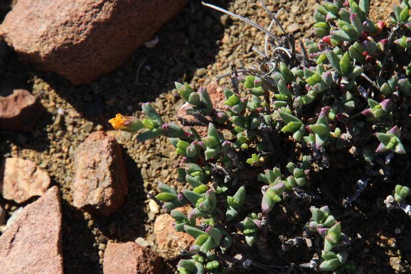 Chasmatophyllum nelii, photographed by Tony Rebelo