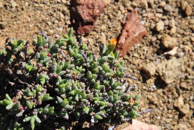 Chasmatophyllum nelii, photographed by Tony Rebelo