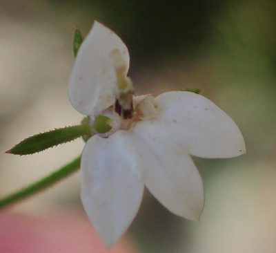 Monopsis alba, photographed by Nicola van Berkel